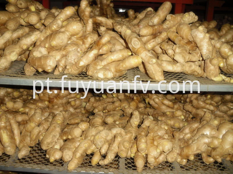 fat air dried ginger